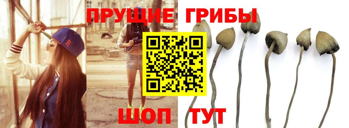Верхний Уфалей  Псилоцибиновые грибы Psilocybe  Псилоцибиновые грибы Psilocybe  Вход с VPN 